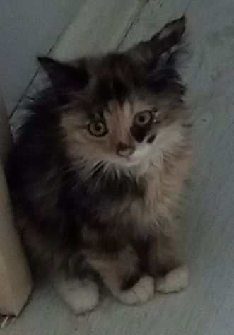 Отдам котёнка в хорошие руки.