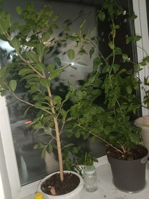 Продам цветы растения