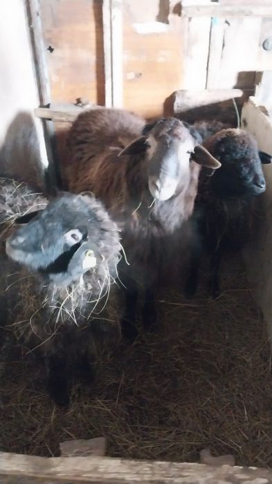 Продам қой молодняк