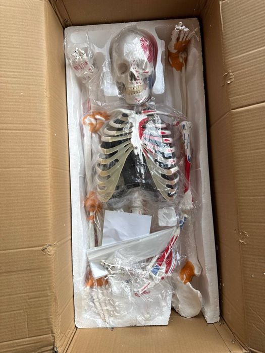 Скелет анатомический  170 см.Skelet anatomik  170 см.