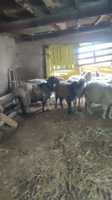 бордакы койлар сатылады