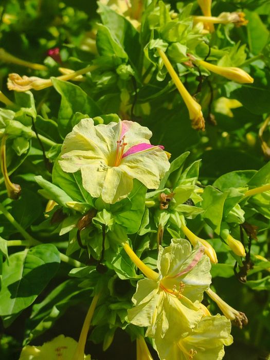 Сад, цветы, ландшафтные растения