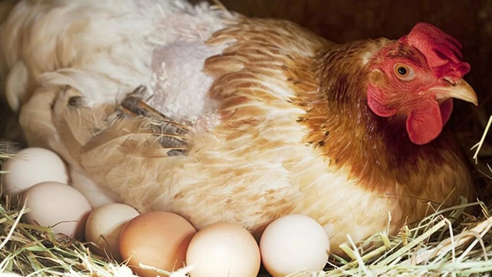 Корм для кур и кроликов