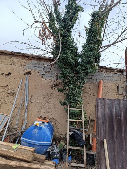 Продам орешену дерево