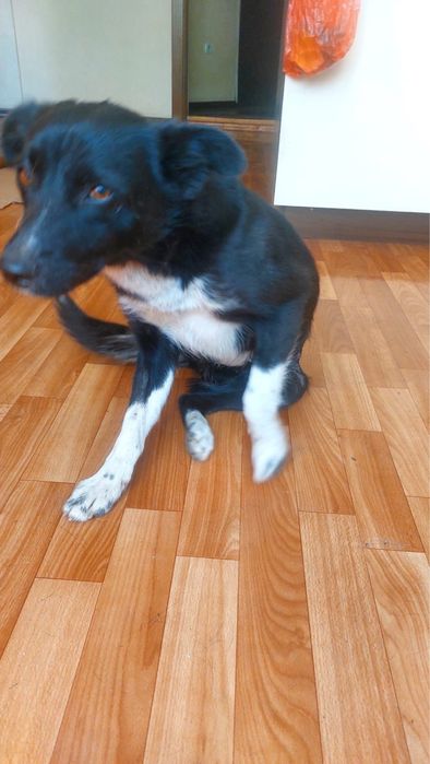 Собачка в хорошие руки!