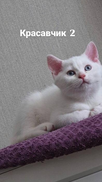 Котята породы Скоттиш-страйт