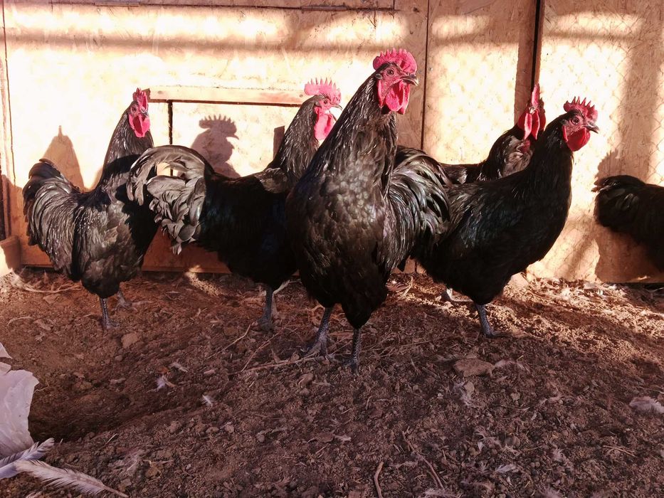 Петушок австролорп продается