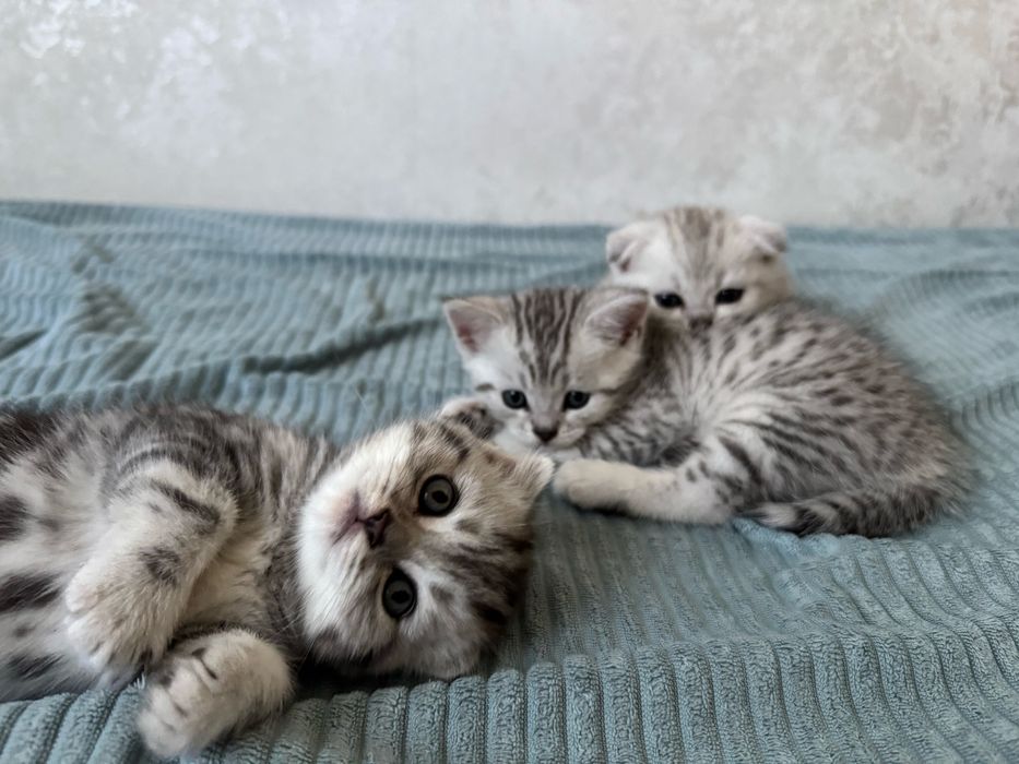Продам Шотланских Котят
