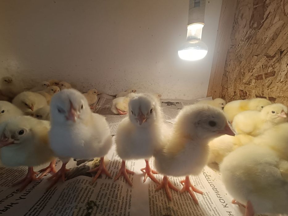 Продам цыплят бройлеров