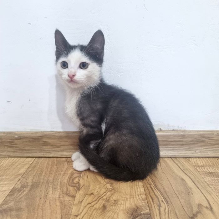 Котёнок Алматы, мальчик. В ответственные руки