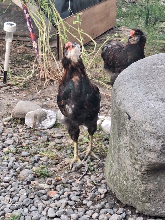Cocosi araucana potârnichiu