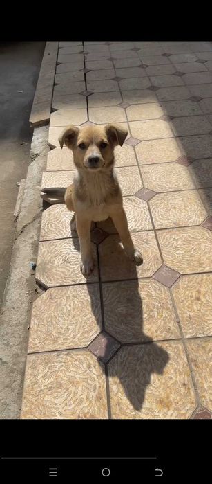 Отда щенка бесплатно