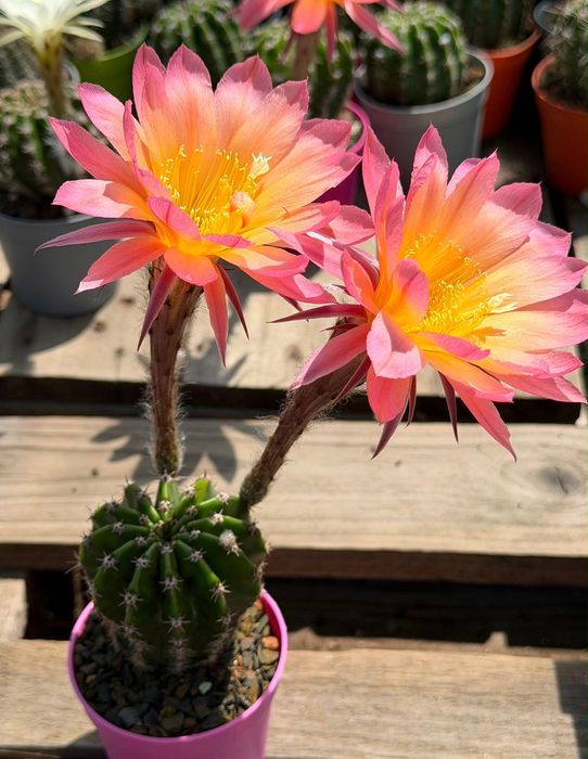 Цъфтящи кактуси вид Echinopsis Hybrid Ombre преливащи се цветове розов оранжев жълт цъфтеж рядък вид растение