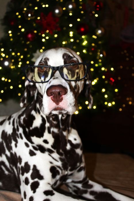 Вязка , далматин