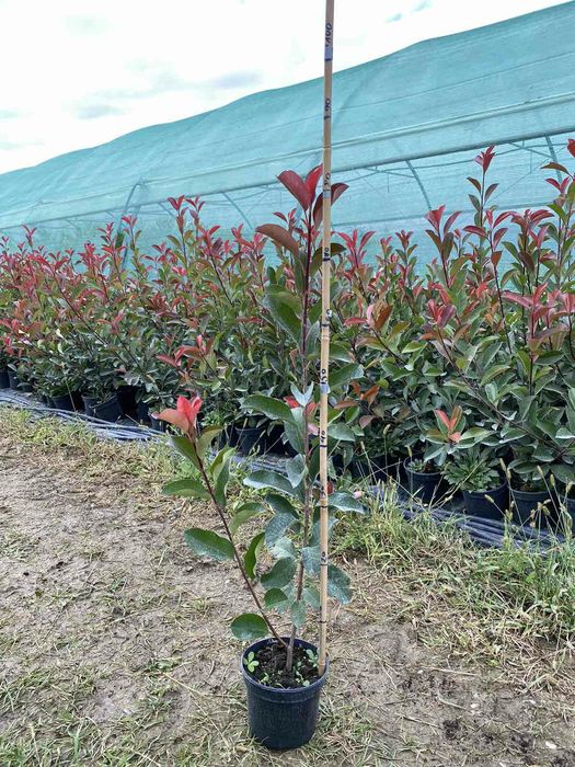 Gard Viu Laur Englezesc Prunus Laurocerasus Photinia Red Robin Leyland