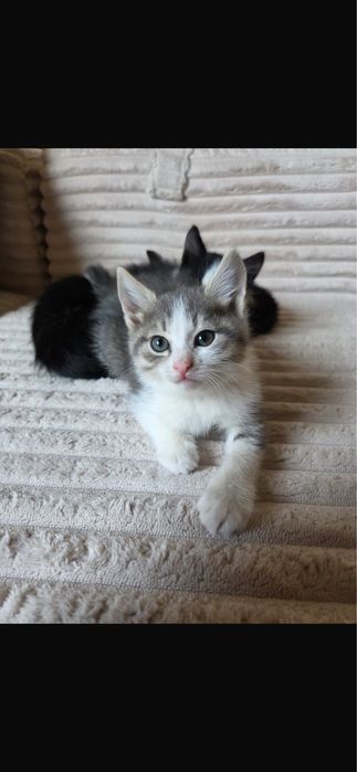 Котята бесплатно