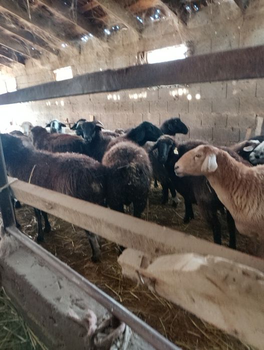 Продаются бараны