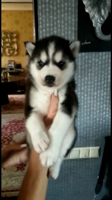 Сибирская хаски!