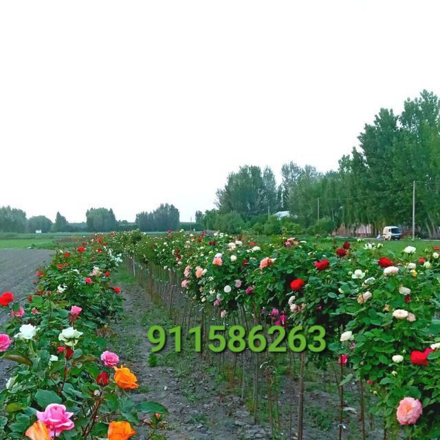 атиргул ва штаповийлар гулам бор