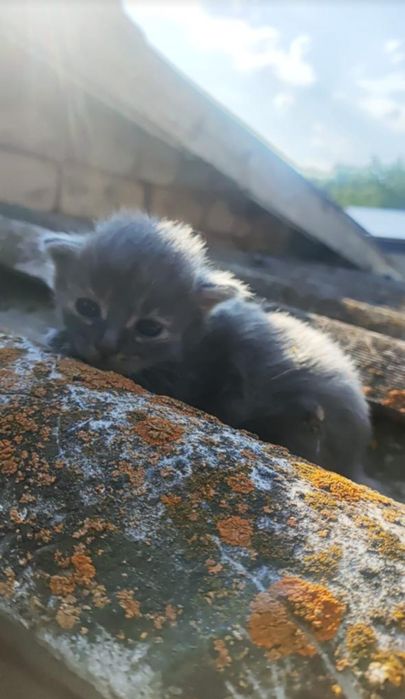 Отдам котят в добрые руки