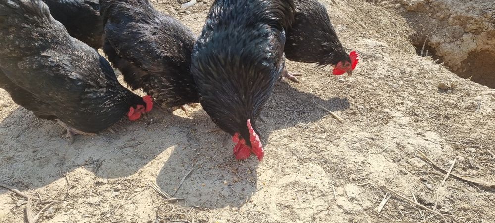 Avstralorp Qora zotli tovuq tuxumlari sotiladi