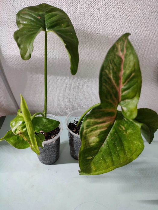 сингониумы. растения комнатные