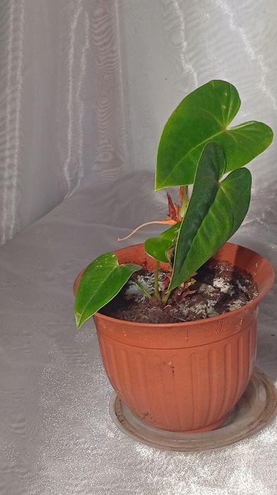 Комнатные растение:филодендрон,рео,эониум