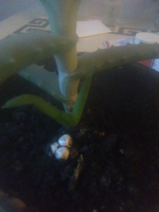 Алоэ столетник лечебный.