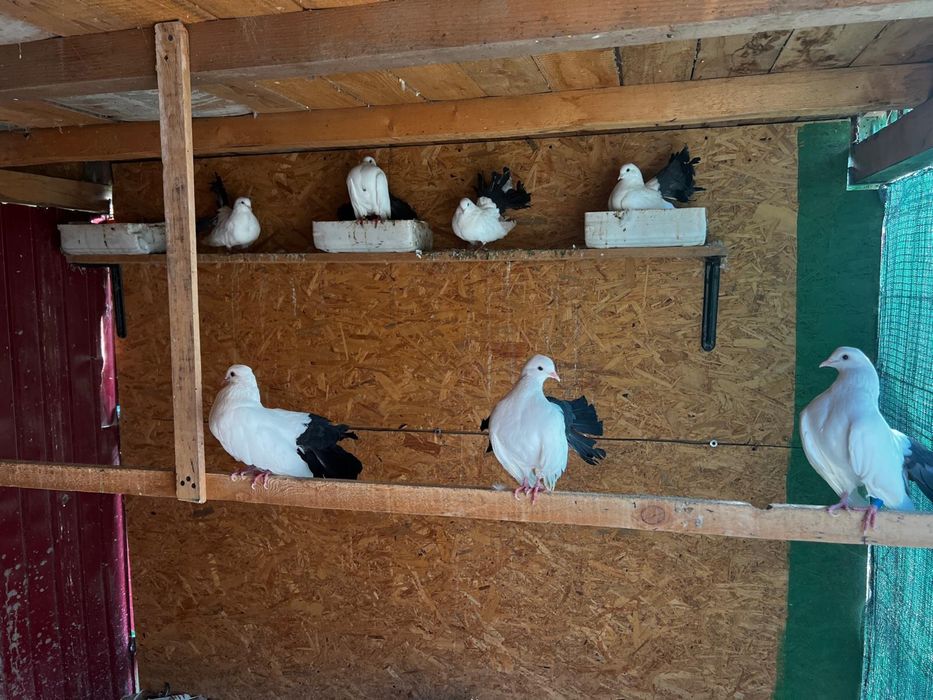 Vând gaini australorp , motate olandeze porumbei de ornament , pauni f