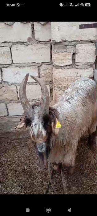 Теке сатылады.Мағыстау-5 те тұр.