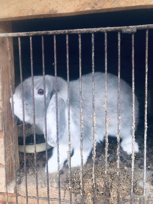 Взрослые кролики