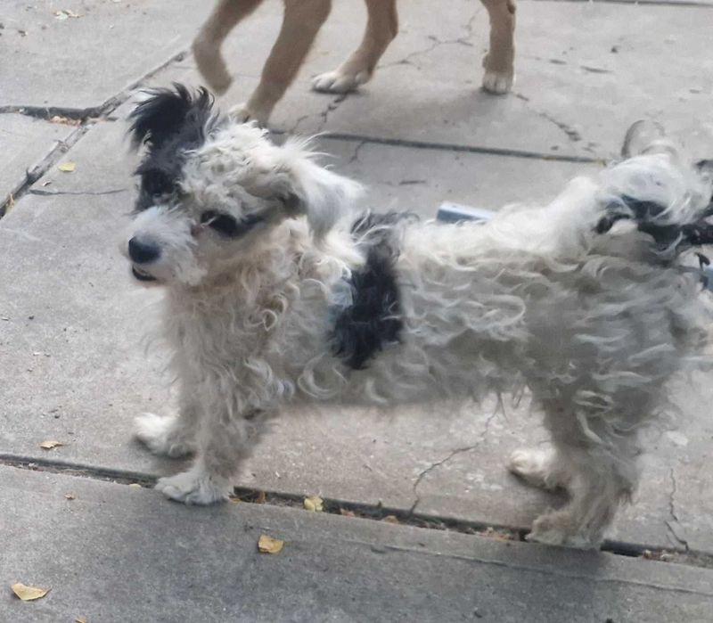 Donez catelusi metis de Bichon