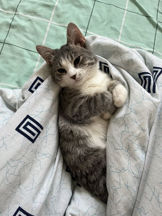 Котика в добрые руки