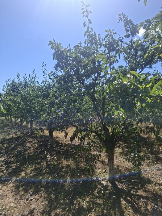 PRUNE pentru țuică