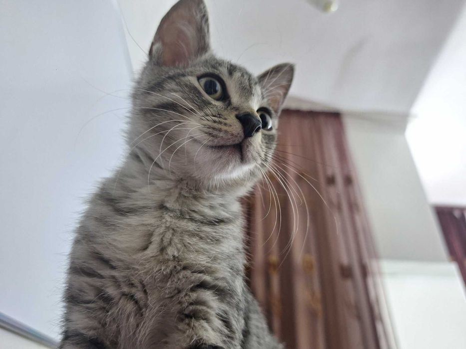 От лысых родителей котик