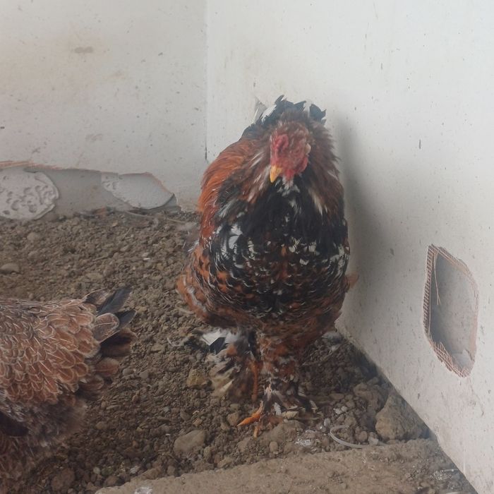 Vând cocos de rasa Bahma Porțelan