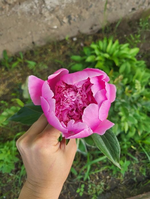 Корни, делёнки пионов