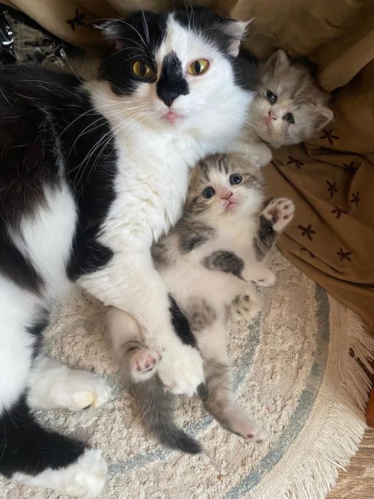 Шикарные шотландские,открывается бронирование