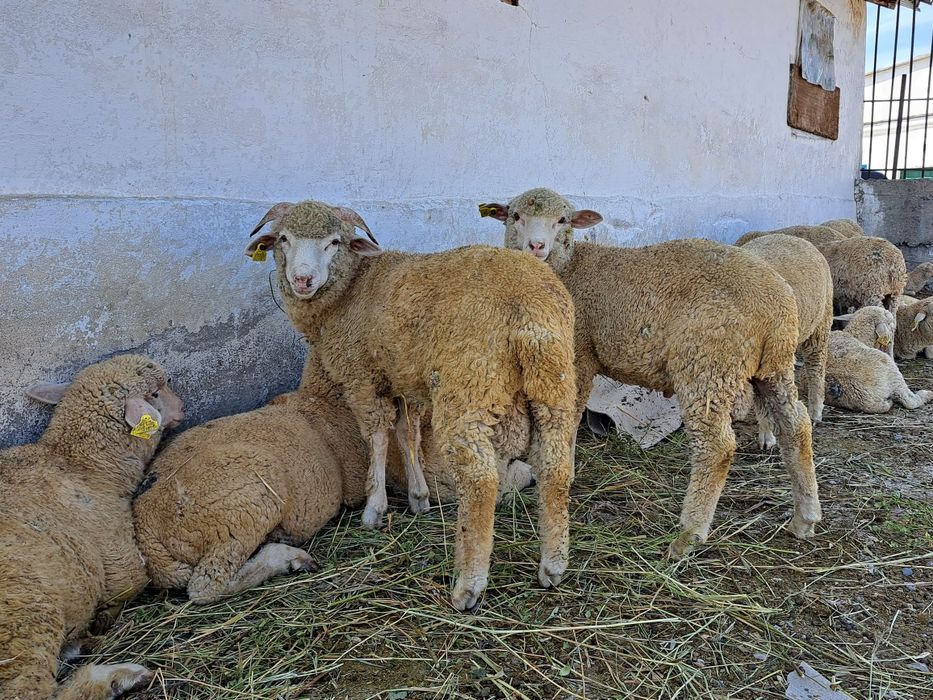 Еркек токты 20 бас