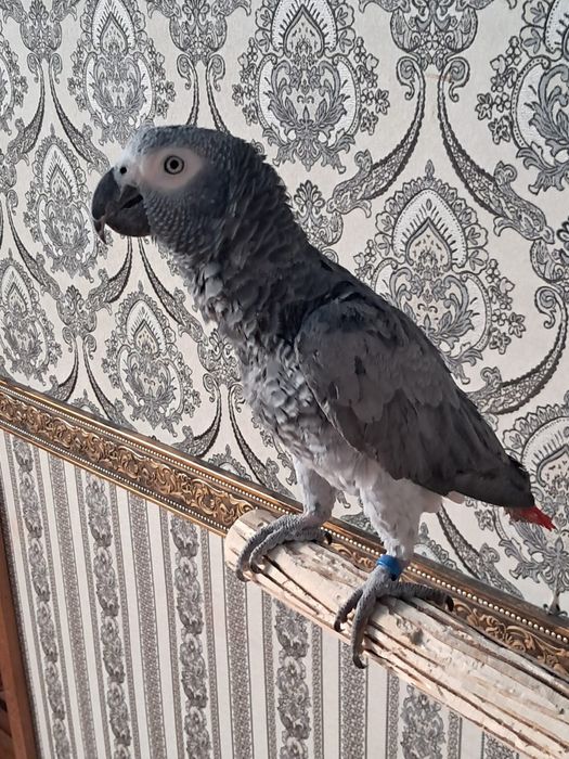 Продам Попугая Жако