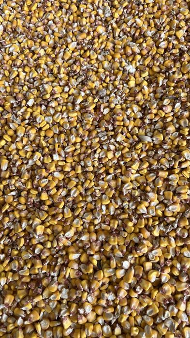 Vand porumb boabe productie 2025