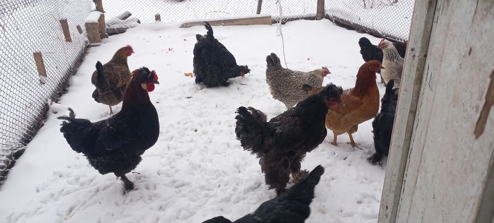 Тауыктар сатылады