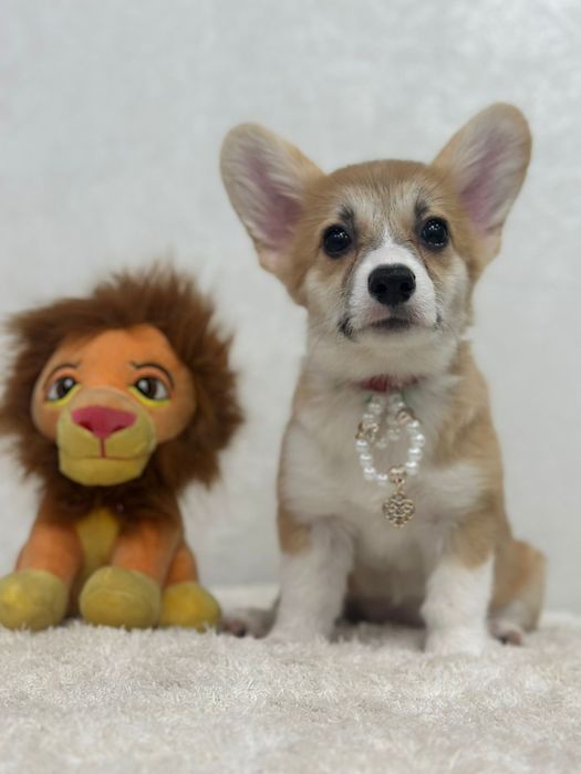 Вельш корги пемброк