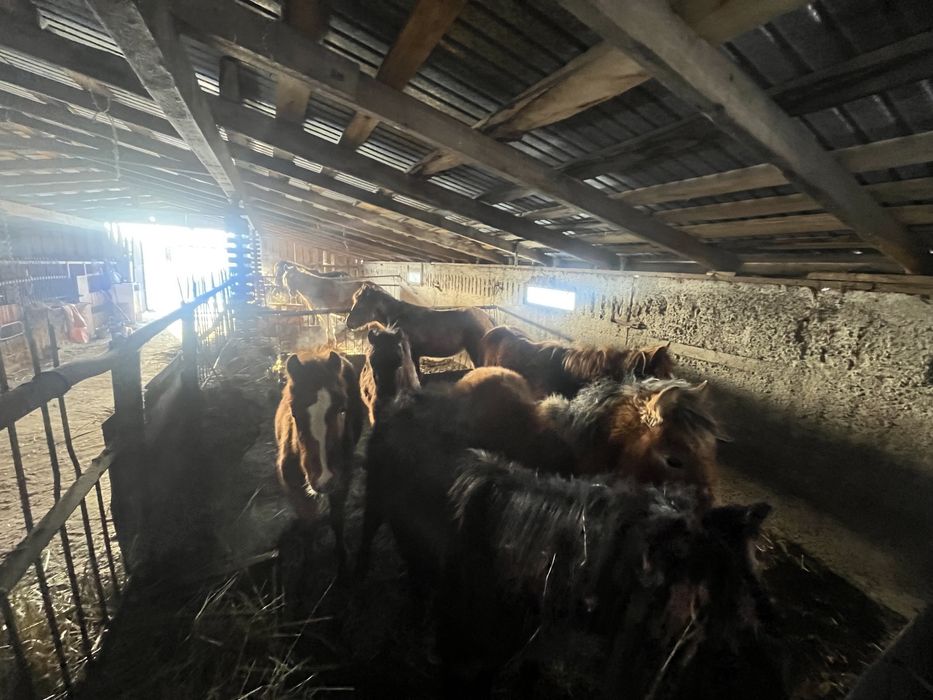 Продам Жеребят цена договарная