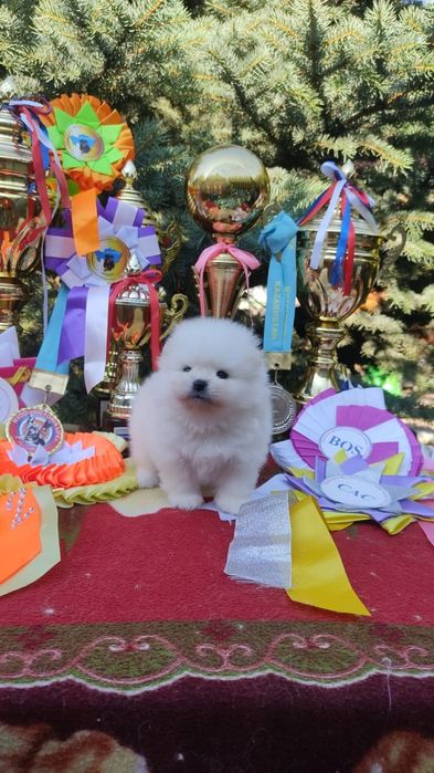 Щенки померанского шпица