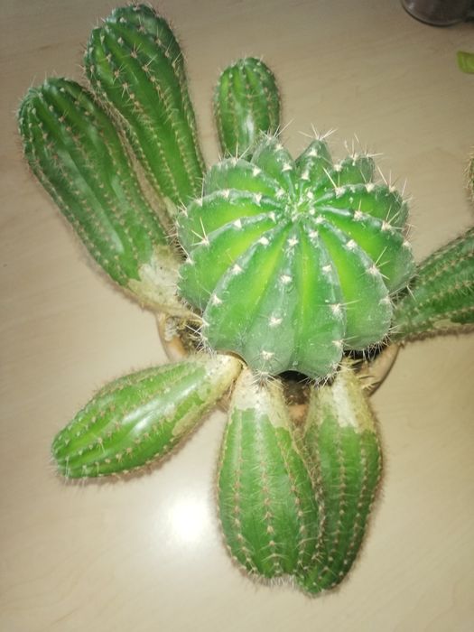 Продам детки кактуса