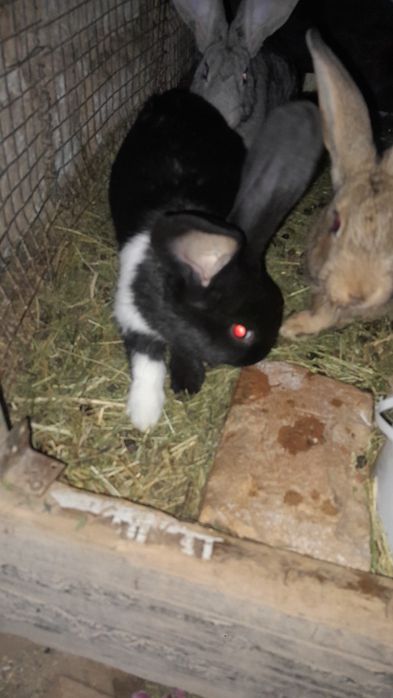 Кролики самцы 1.5 месеца