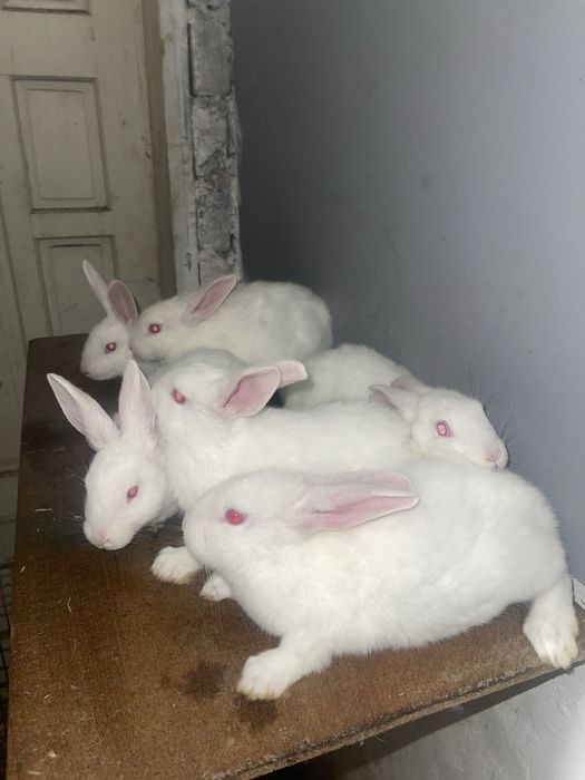 Vand iepuri hycole francez