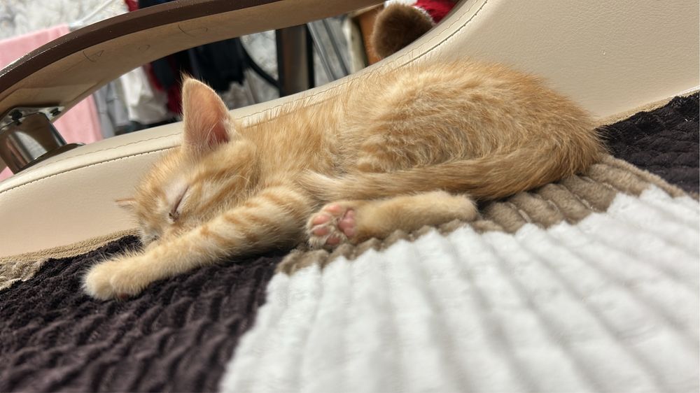 Отдам в добрые руки