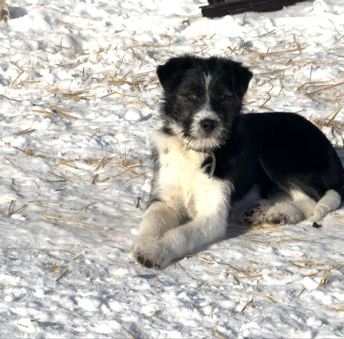 Отдам щенков в добрые руки